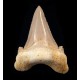 Fossils