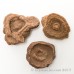 Stromatolite Stromatolite